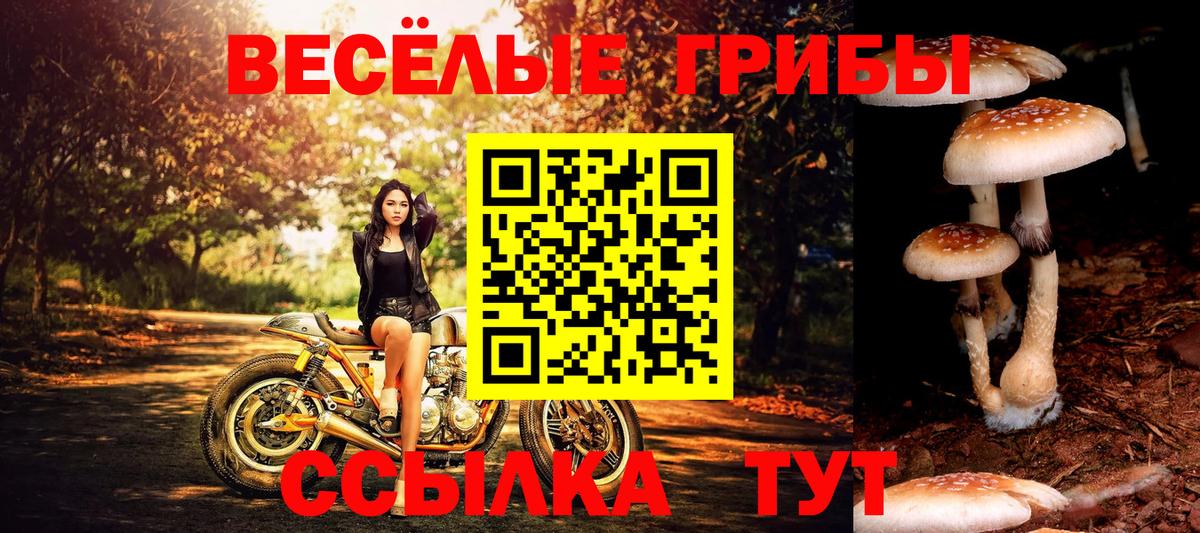 Псилоцибиновые грибы GOLDEN TEACHER Кизляр